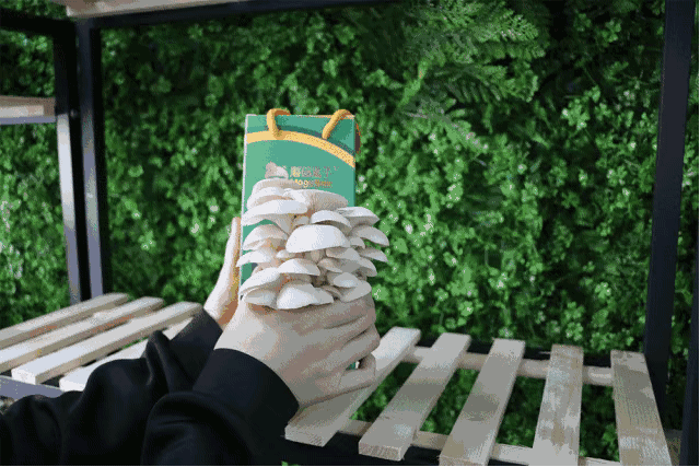 蘑菇生长主要与温度,光照,通风,湿度等四个方面紧密相关,因此生长