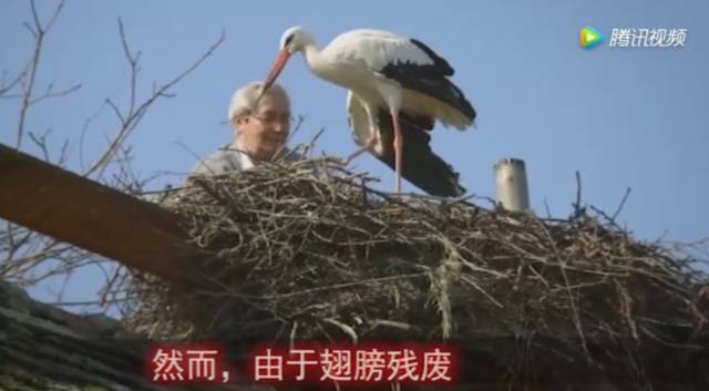 成语什么什么白鹤_白鹤亮翅是成语吗