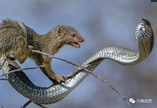 树蛇得多害怕蛇獴,只想远离蛇獴根本就没想过反击!