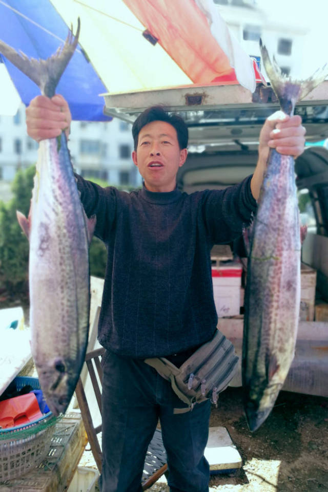 青岛开启鲅鱼季 5斤以上鲅鱼40元左右一斤 普通鲅鱼35块钱一斤