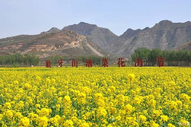 山桃花的粉,郁金香的红,油菜花的黄,樱花的白,五彩斑斓绘就了狼牙山的