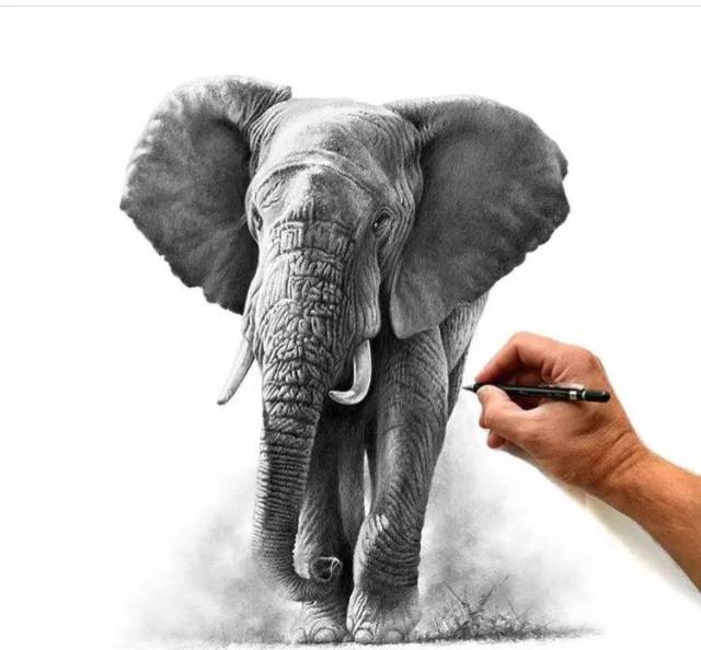 素描插画-richard symonds野生动物手绘作品欣赏