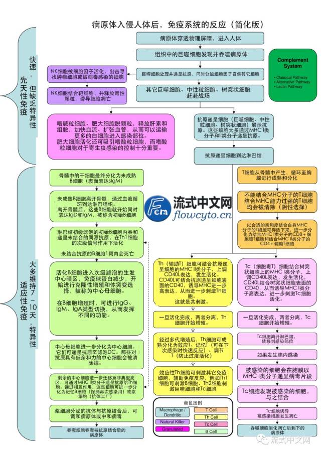 病原体入侵人体后,免疫系统反应流程图简化版