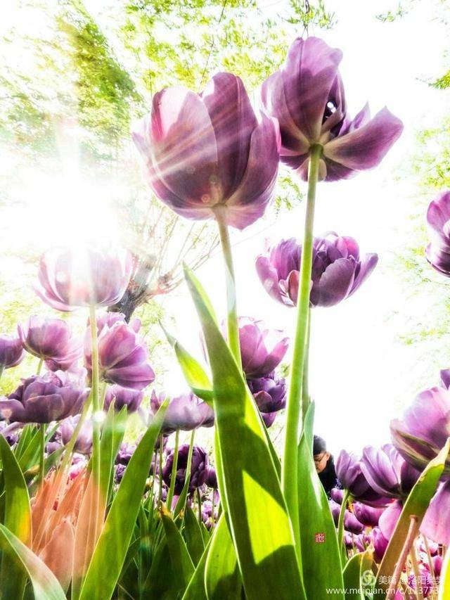 紫色郁金香花语:紫色有高贵之意,作为紫色郁金香的花语,它代表着最