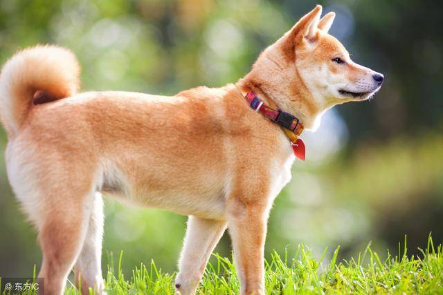 中华田园犬和日本柴犬对比,到底输在哪?