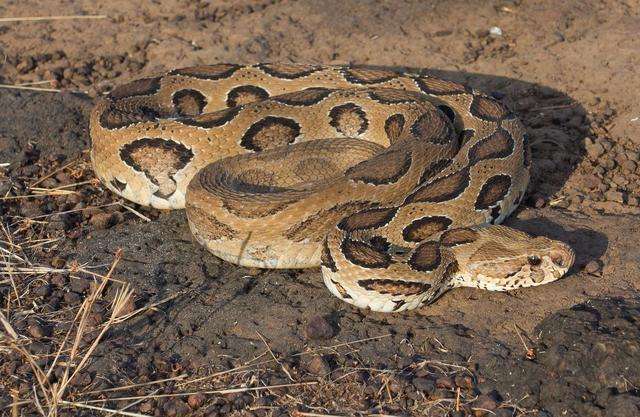 罗素蝰蛇是印度地区最臭名昭著的一种毒蛇