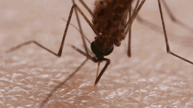 bad41e78b7774e2496f78d2e521c004e.gif