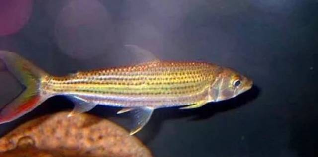 每天认识一种鱼208丨黄金猛鱼威武雄壮的非洲硬汉