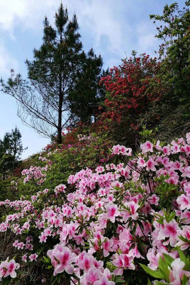 这里的杜鹃花种群多,面积大.