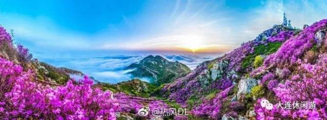 大黑山杜鹃花季最新预告:4月底杜鹃花将全部绽放