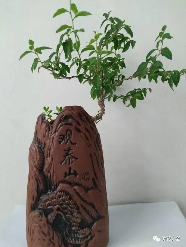 酒瓶花盆--绿植篇 养 花 大 全