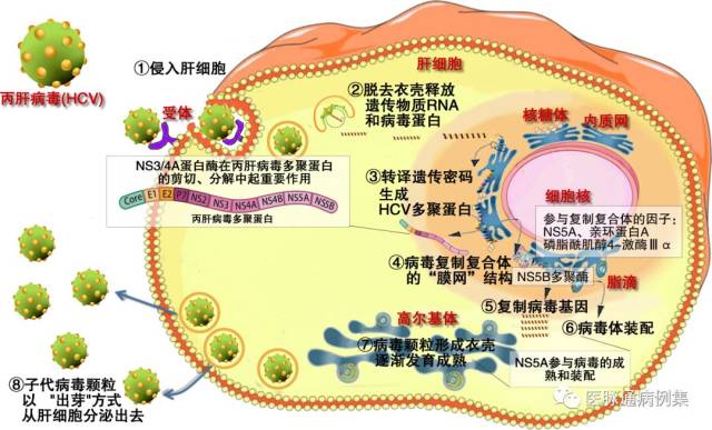 北京地坛医院蔡晧东主任:丙型肝炎研究进展系列讲座_手机搜狐网