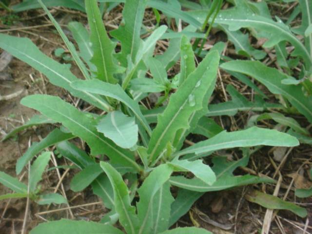 为萝科植物萝藦的嫩果实,又名羊角菜.