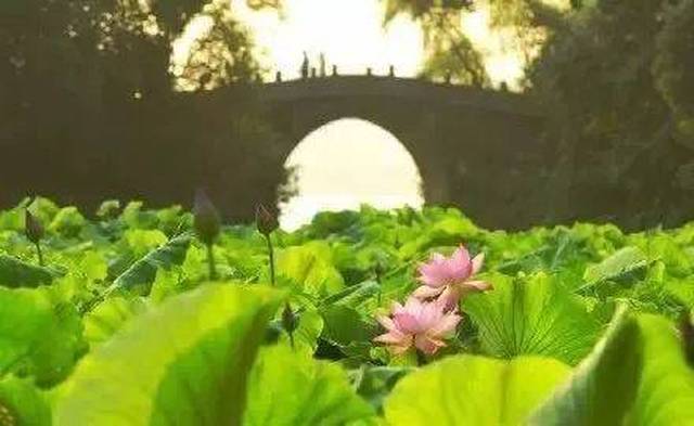 之团建来了.曲院风荷迷案!