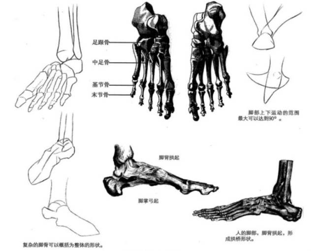 在漫画中画脚不像素描结构图那样复杂,只要明确表现出脚部的结构和