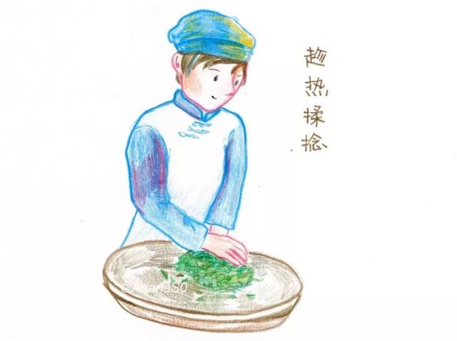 且对于茶叶品质的形成烘和炒的贡献率各居50.