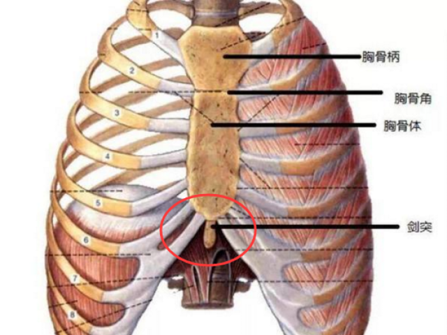 也就是我们胸部的中间位置,两边肋骨交接的地方.如果在吃东西时,这个