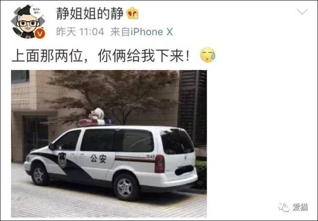 "举报,这两只猫公然在警车上当众演猫片,太嚣张了!