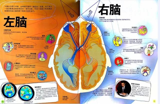 第一部分,让父母和孩子认识大脑,感官的组织构成