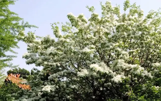 【赏花季】又是一年流苏花开时,宝相寺太子灵踪文化旅游节欢迎您!