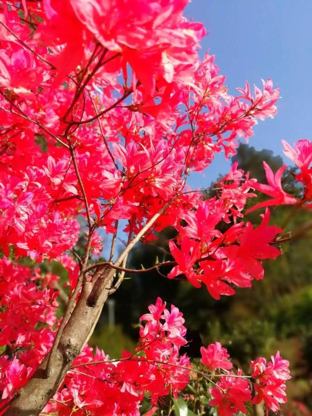 霍山乡村四月锦如画,映山红扮美农舍.