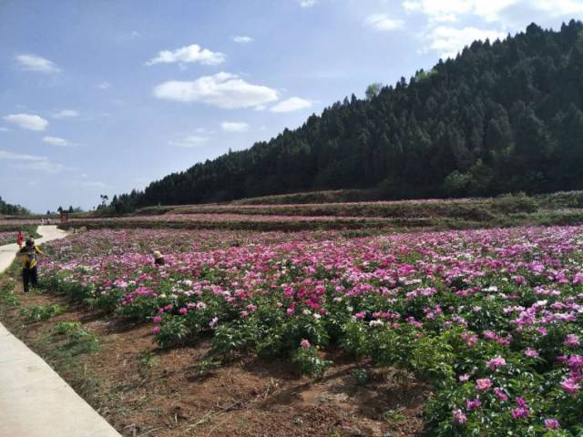 中江遍开芍药花 走好"乡村振兴"路