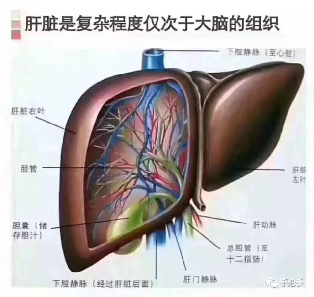 最适合做的养生项目:肝胆排毒 手把手_手机搜狐网