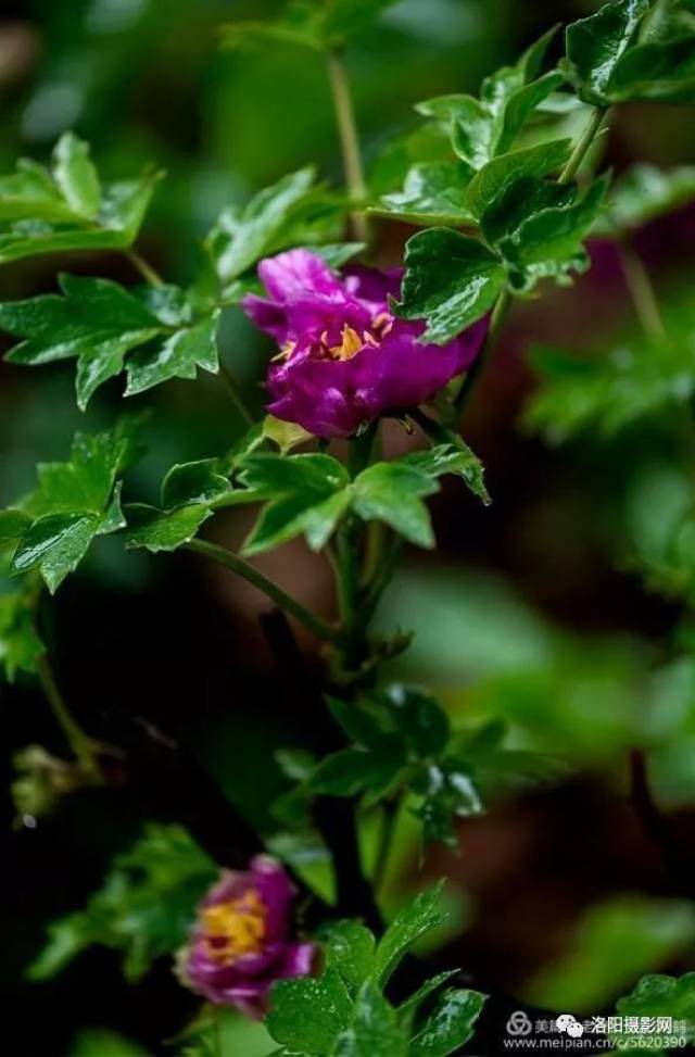花卉摄影:春雨牡丹,伤感又美丽