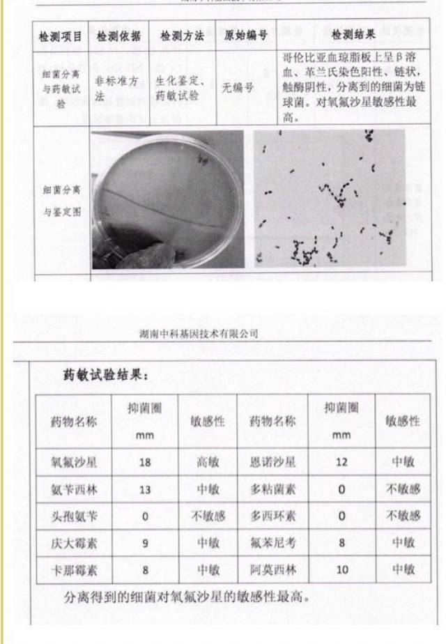 震惊!你还敢不做药敏实验继续凭感觉使用抗生素吗?