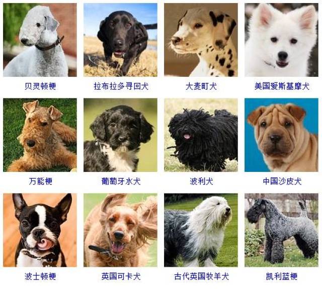由于狗狗的饲养广泛,种类繁多,目前常见的分类法有根据自然分类的,赛