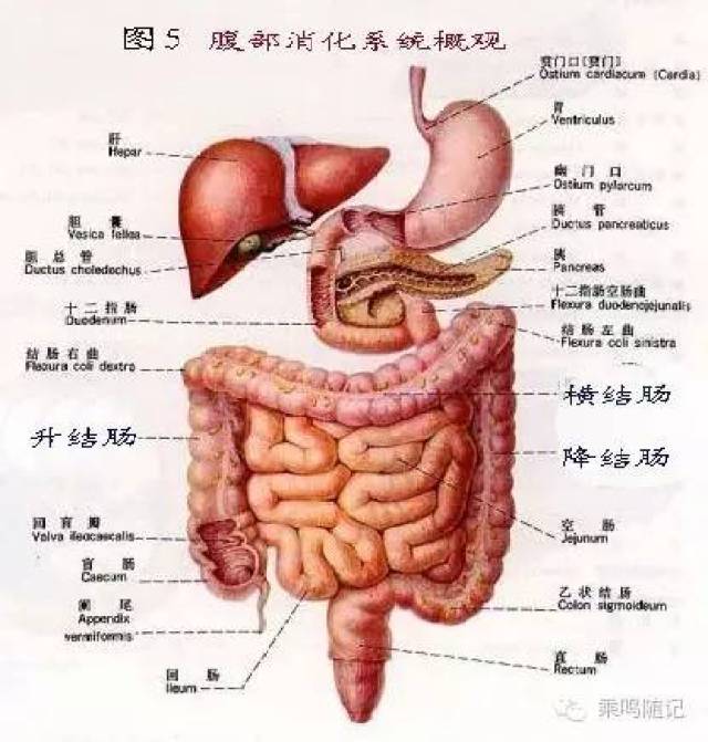 腹诊:疾病诊断的关键!