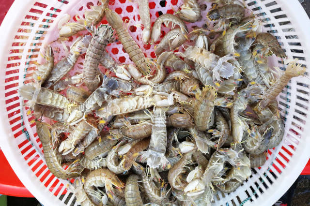 皮皮虾价格开始下降 母虾带籽35块钱一斤 最便宜只要20块钱一斤