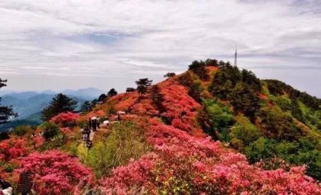 曲谱映山红花_映山红花图片大全大图