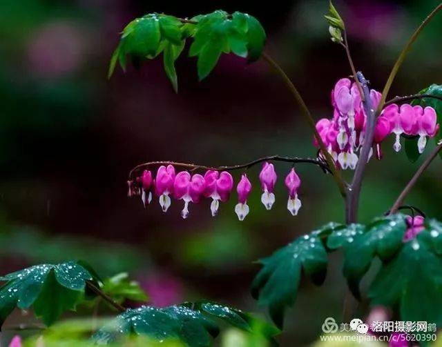 花卉摄影:春雨牡丹,伤感又美丽