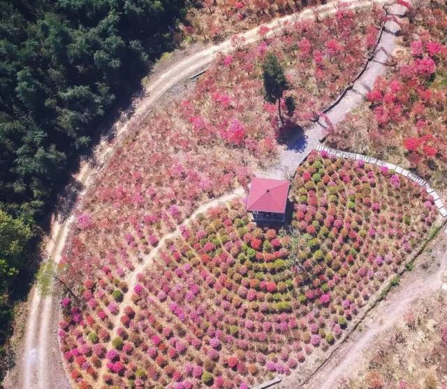 2018安吉杜鹃花美出新高度!一大波"高清无码"艳照来袭