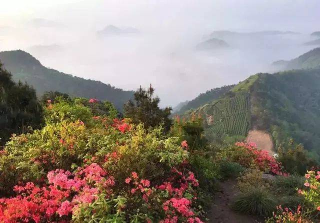 绍兴新昌大岩岗的杜鹃花已开成海,错过又是一年!