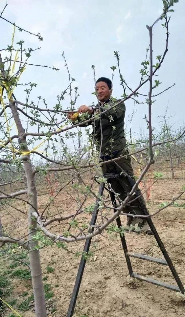 又是一年果树拉枝时!一推,二揉,三压,四固定拉起来