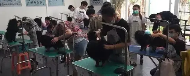 滈滴宠行专注于宠物kaiyun开云体育出行服务为广大司机提供一个全新的订单方式