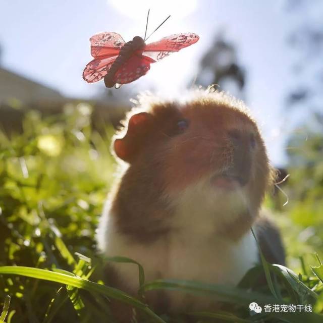 你能听懂荷兰猪的叫声吗?