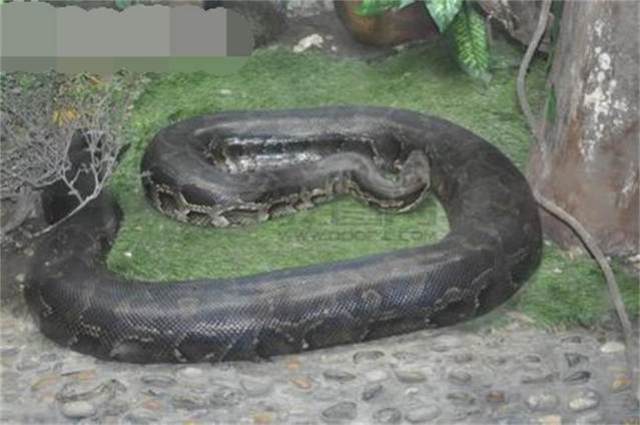 世界巨型蟒蛇图表一览