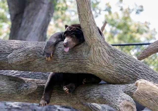 树是什么动物呢 5f58e5ba2ee643598d0cc258a00c565d.jpeg