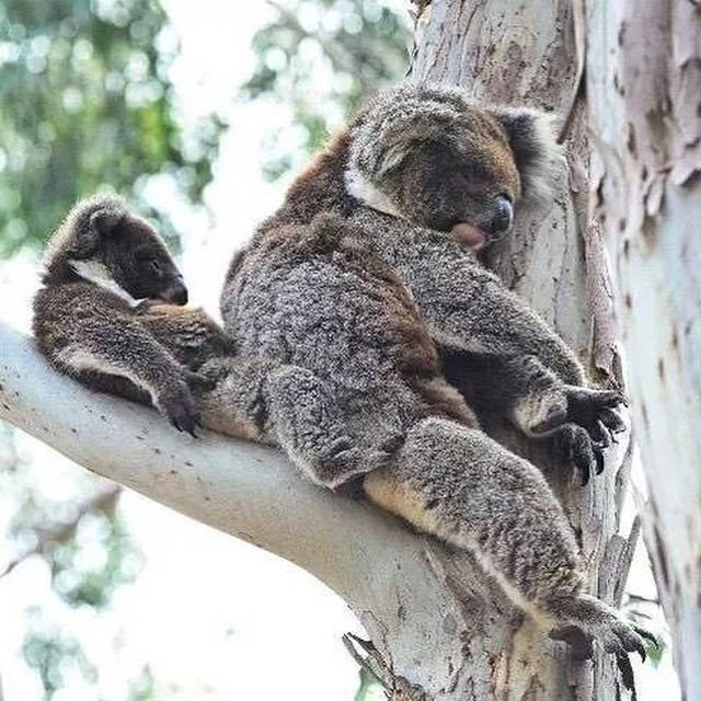 树是什么动物呢 78d7a25fe75244768d21cb978b1dab0d.jpeg