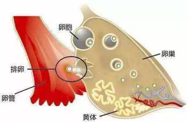 正常情况下黄体会向白体过渡,但如果还有一些卵巢液没排出去,就可能