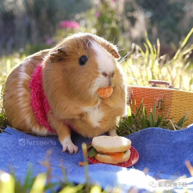 你能听懂荷兰猪的叫声吗?