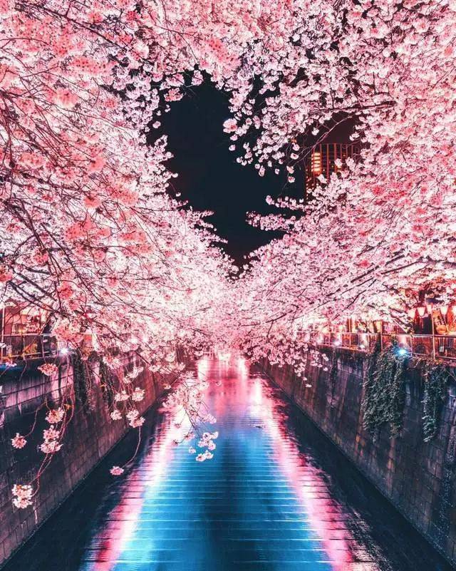 除此之外,青森的《弘前公园爱心樱花》也被誉为代表幸福的美景!