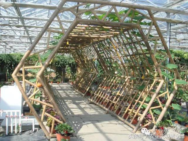 智能温室--休闲观光农业竹子景观!