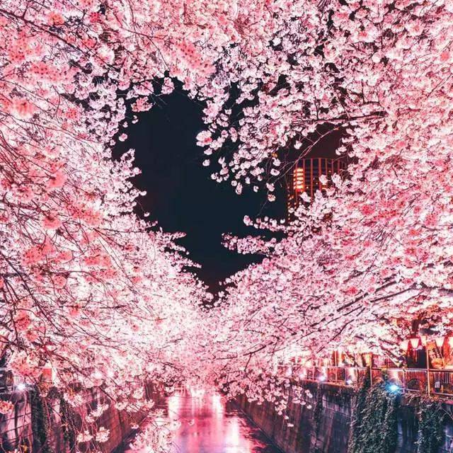 赏个樱都是爱你的形状,日本心形樱花简直太梦幻!