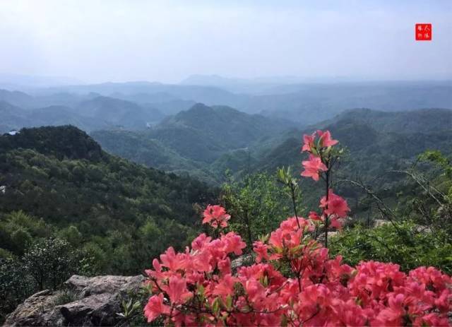 绍兴新昌大岩岗的杜鹃花已开成海,错过又是一年!