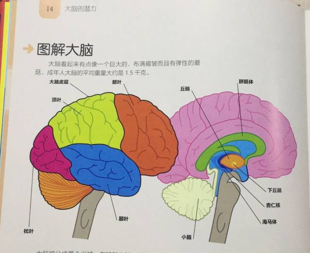 5岁娃竟上最强大脑?思维训练太重要!智商记忆专注力,.