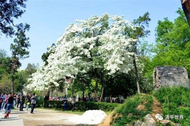 岱庄流苏三百年 如云似雪香荩园